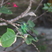 Cuban Emerald